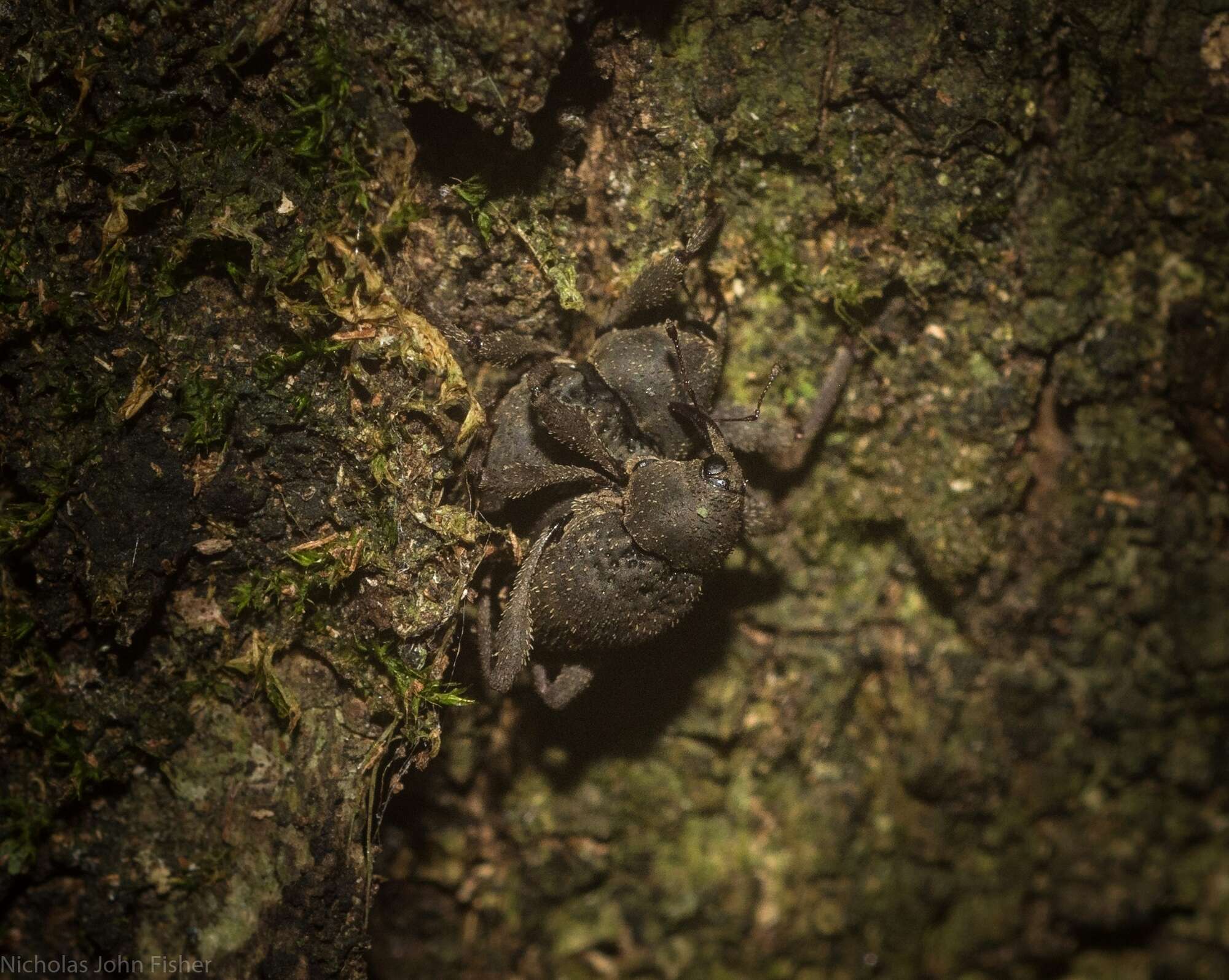 Image of Onidistus araneus Pascoe 1870