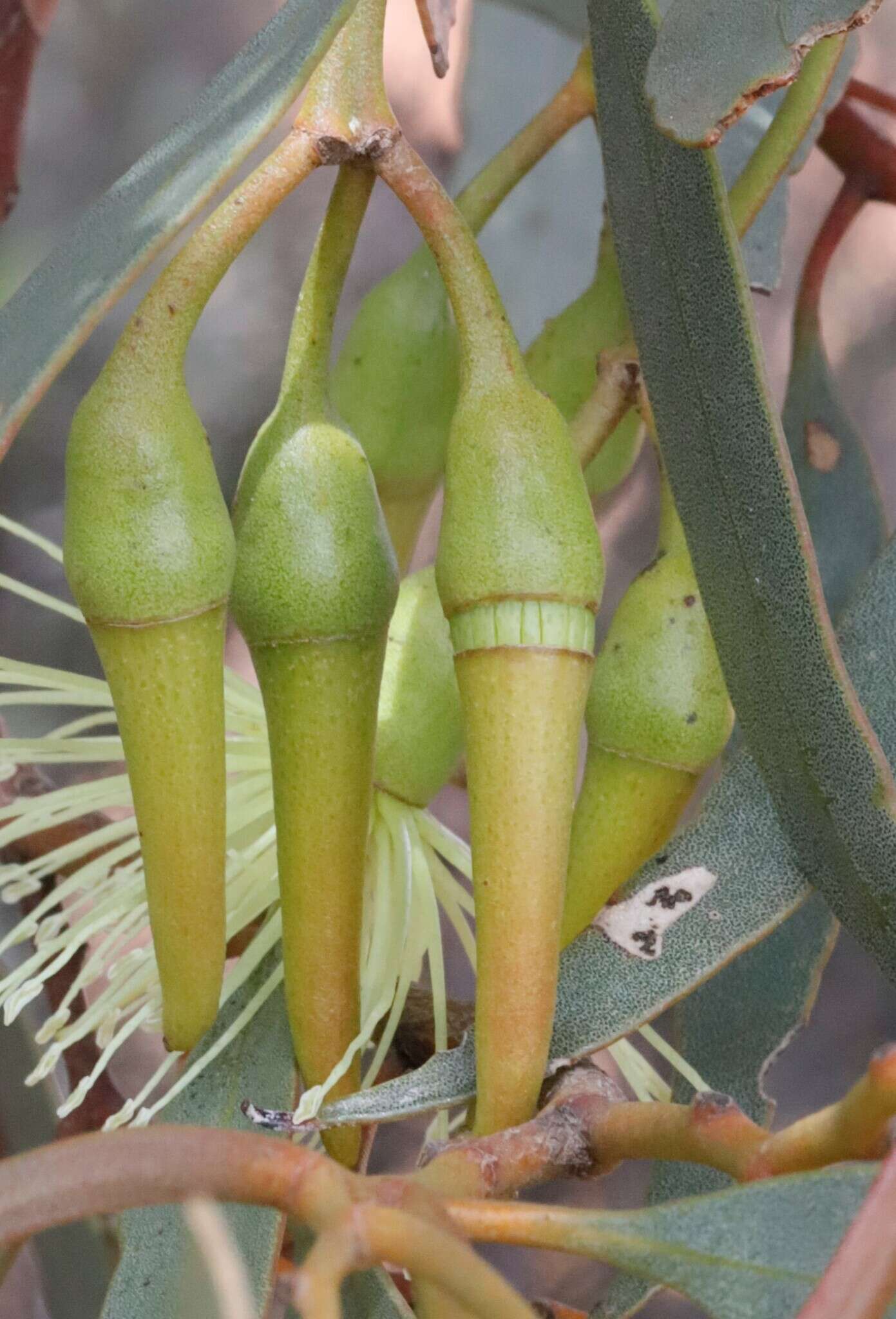 Imagem de Eucalyptus eremophila (Diels) Maiden