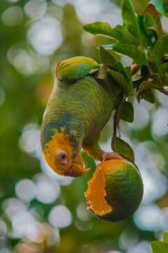 Image of Alipiopsitta Caparroz & Pacheco 2006