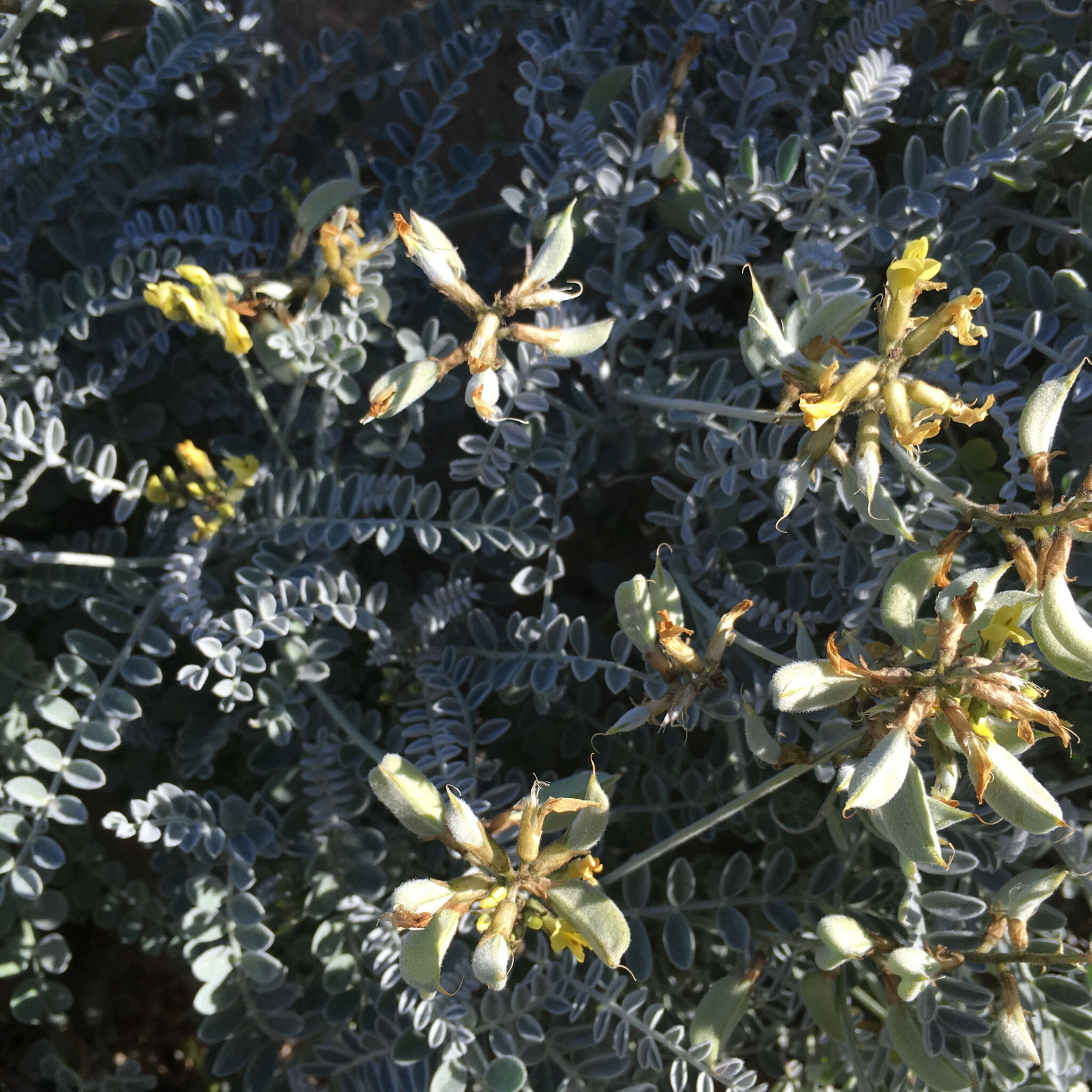 صورة Astragalus traskiae Eastw.