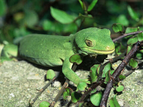 Image of Northern Tree Gecko