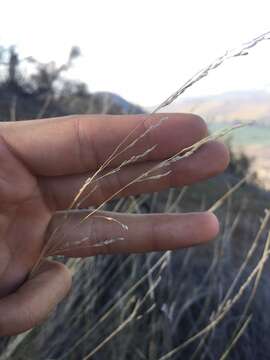 Image de Nassella chilensis (Trin.) É. Desv.