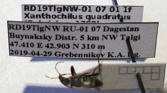 Rhyparochromus (Xanthochilus) quadratus (Fabricius & J. C. 1798) resmi