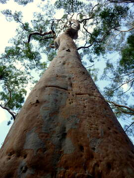 Image of Brittle Gum