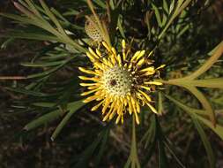 Image of Isopogon anethifolius (Salisb.) Knight