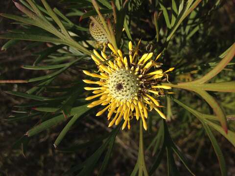 Imagem de Isopogon anethifolius (Salisb.) Knight