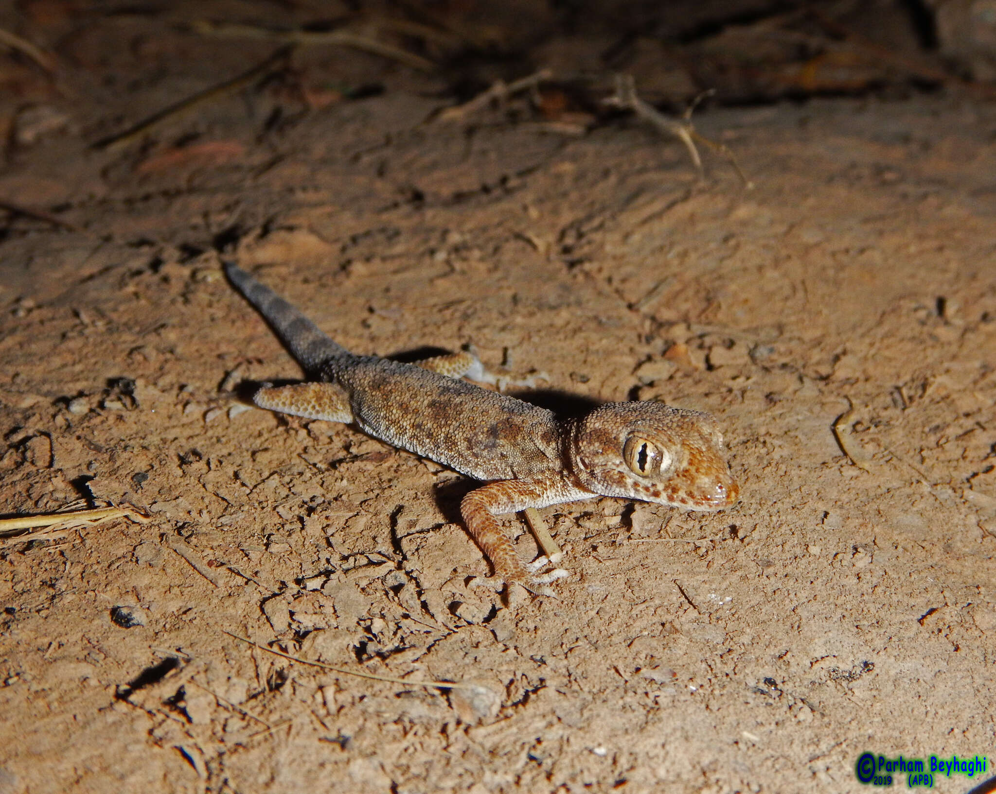 Image of Thick-tailed Tuberculated Gecko