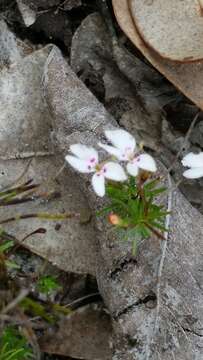 Image de Stylidium repens R. Br.