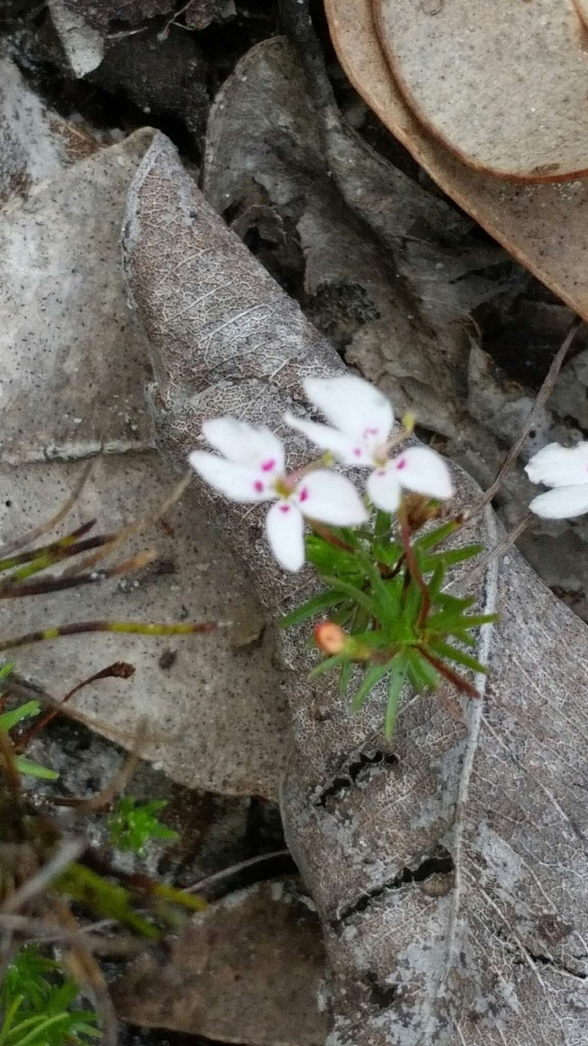 Image of Stylidium repens R. Br.