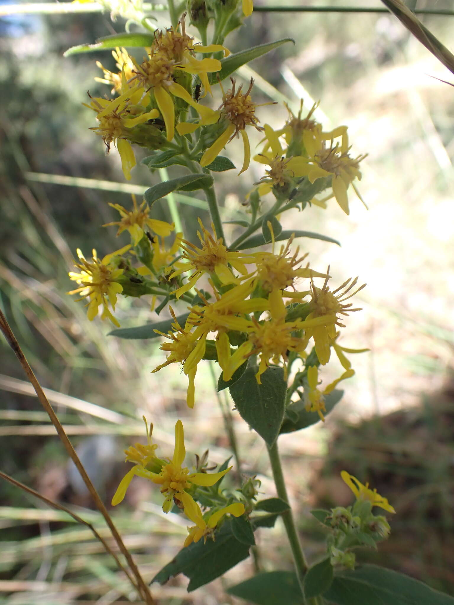 Image of Wright's goldenrod