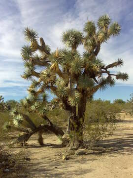 Слика од Yucca brevifolia Engelm.