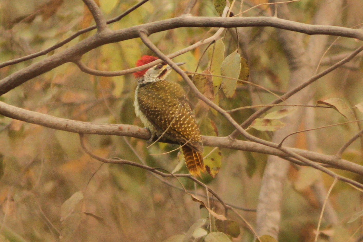 Image of Fine-spotted Woodpecker