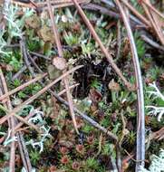 Image of cup lichen