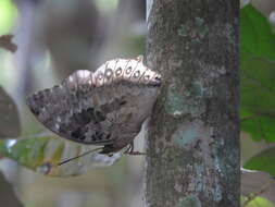 Image of Charaxes durnfordi Distant 1884