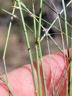 Image of Australian lovegrass