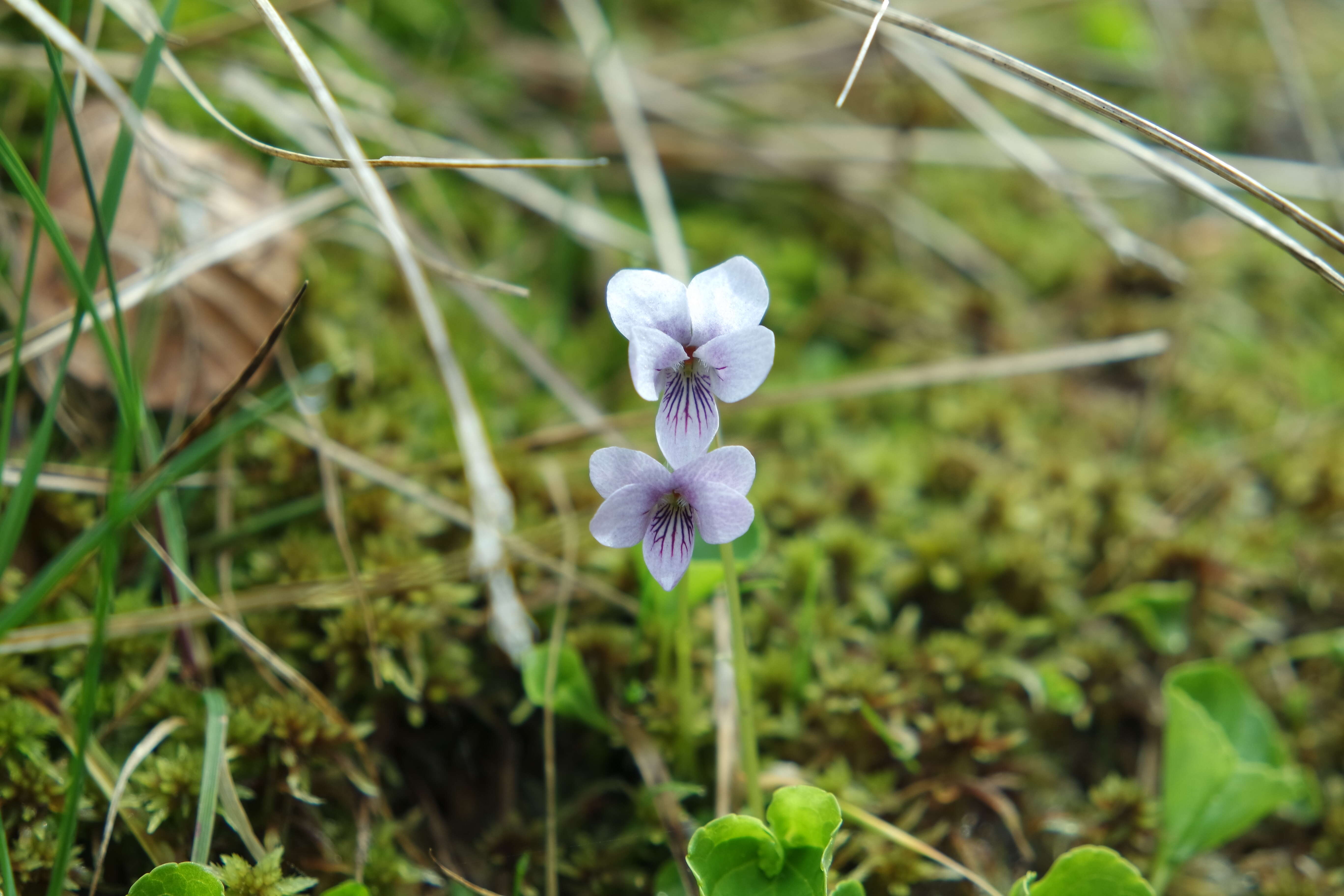 Image of marsh violet