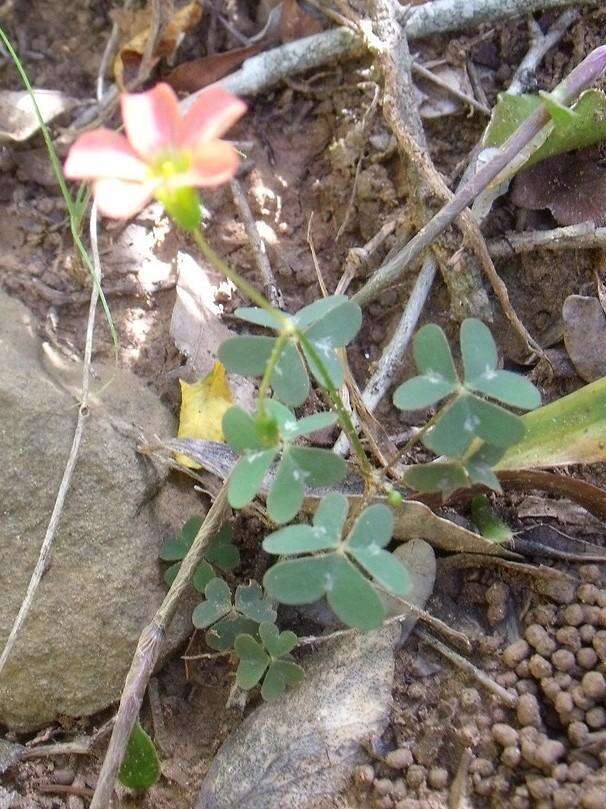 Imagem de Oxalis stenorrhyncha Salter