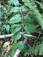 Image of northern bush honeysuckle
