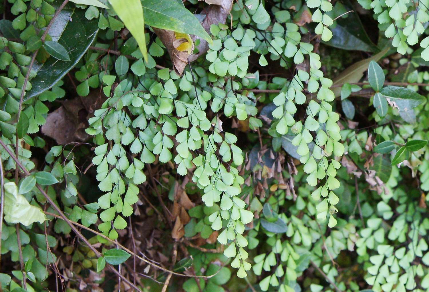 Image of Adiantum monochlamys Eat.