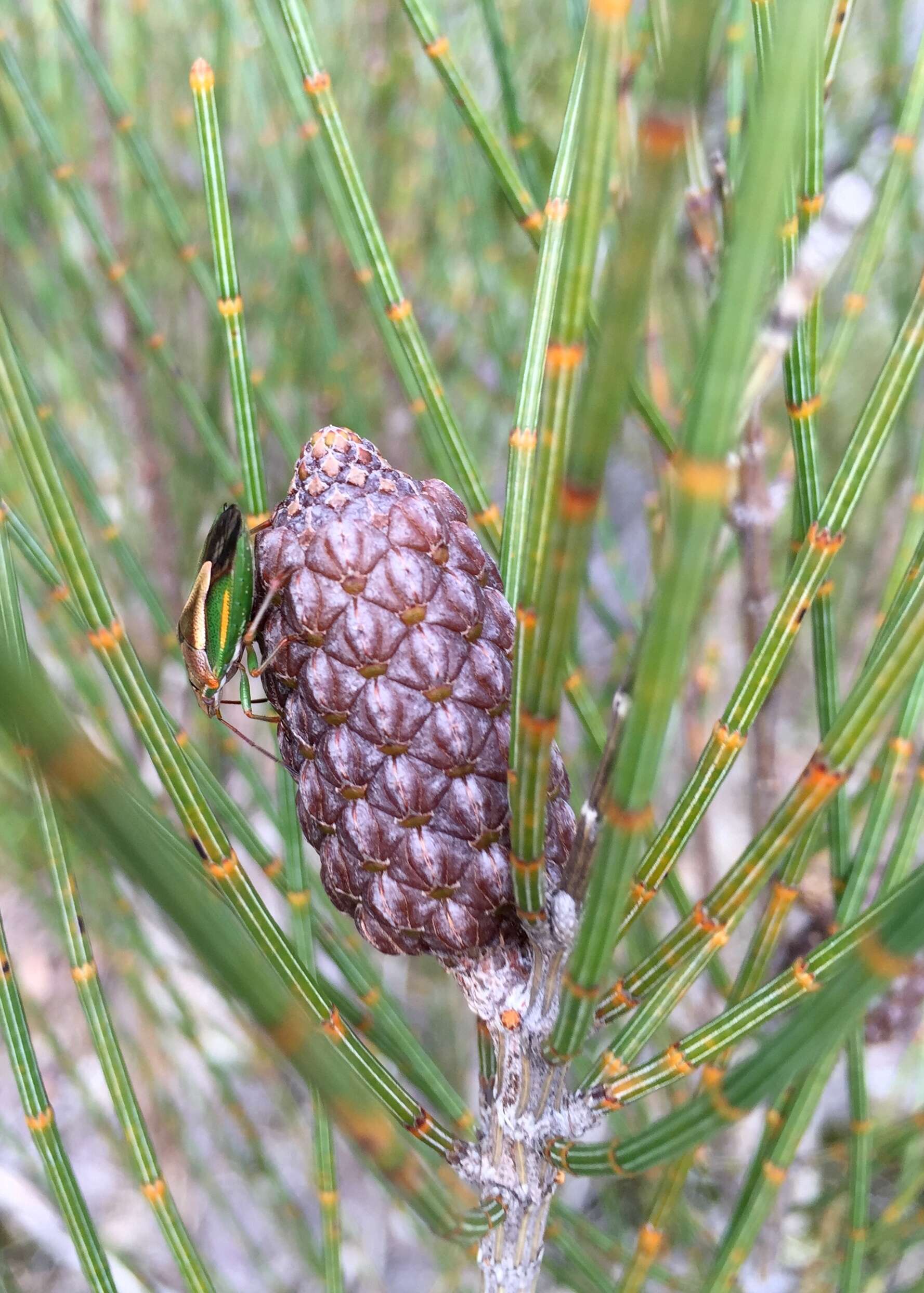 Image of Allocasuarina distyla (Vent.) L. A. S. Johnson