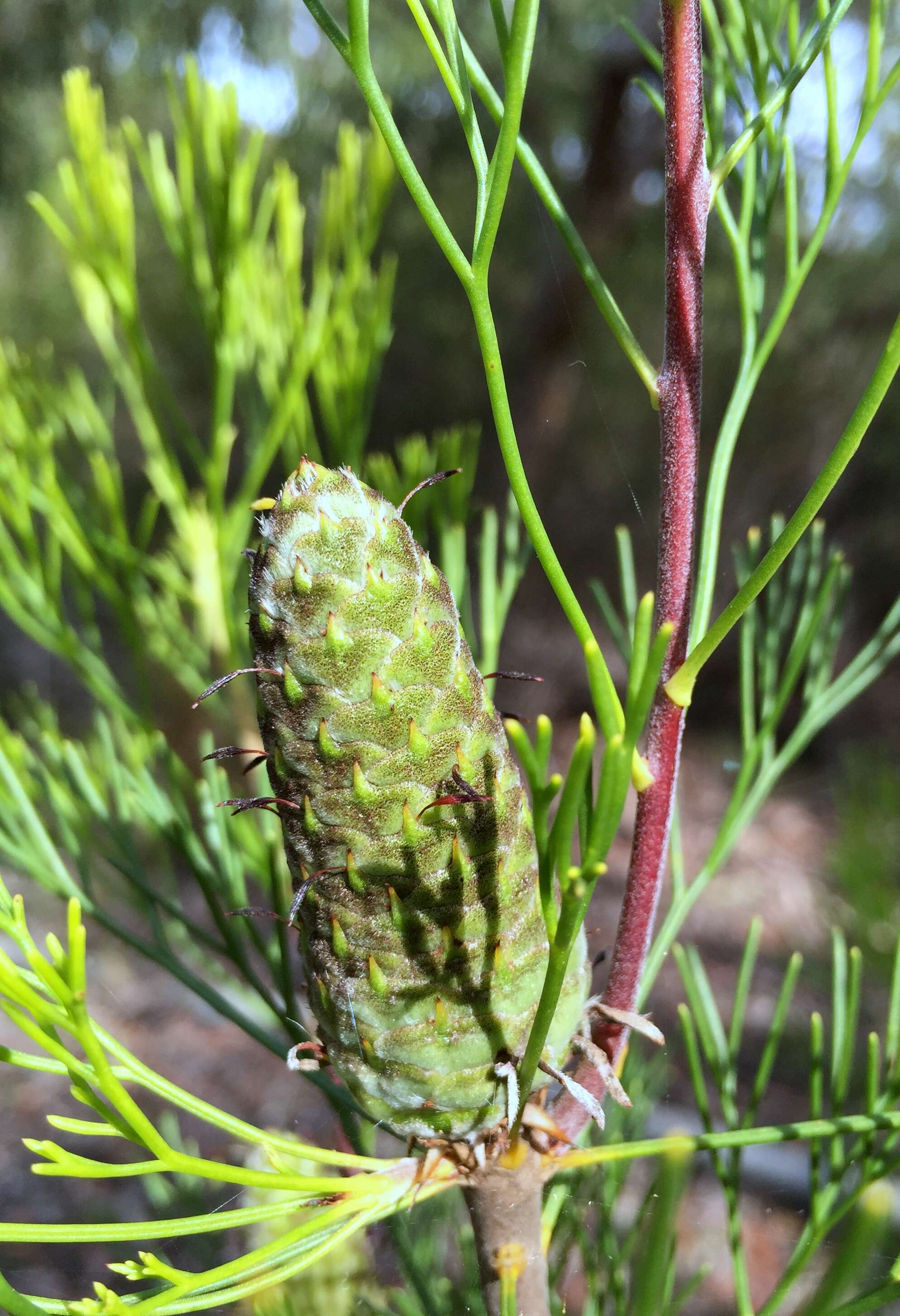 Image of Petrophile pulchella (Schrader & Wendl.) R. Br.