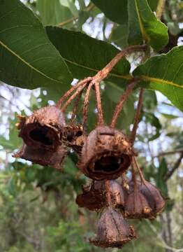 Image of Angophora hispida (Sm.) D. F. Blaxell