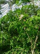 Image of black locust