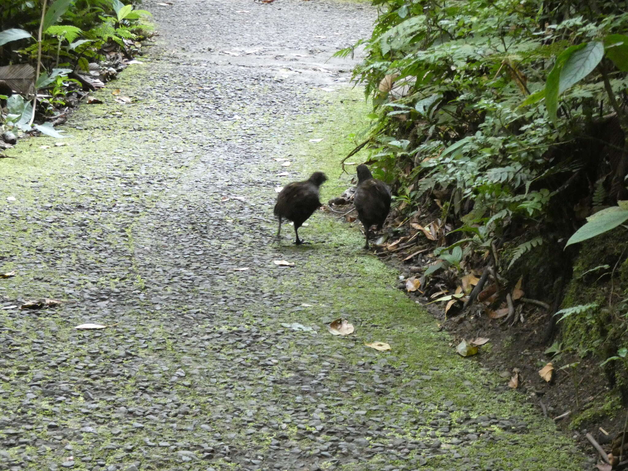 Image of Black-breasted Wood Quail