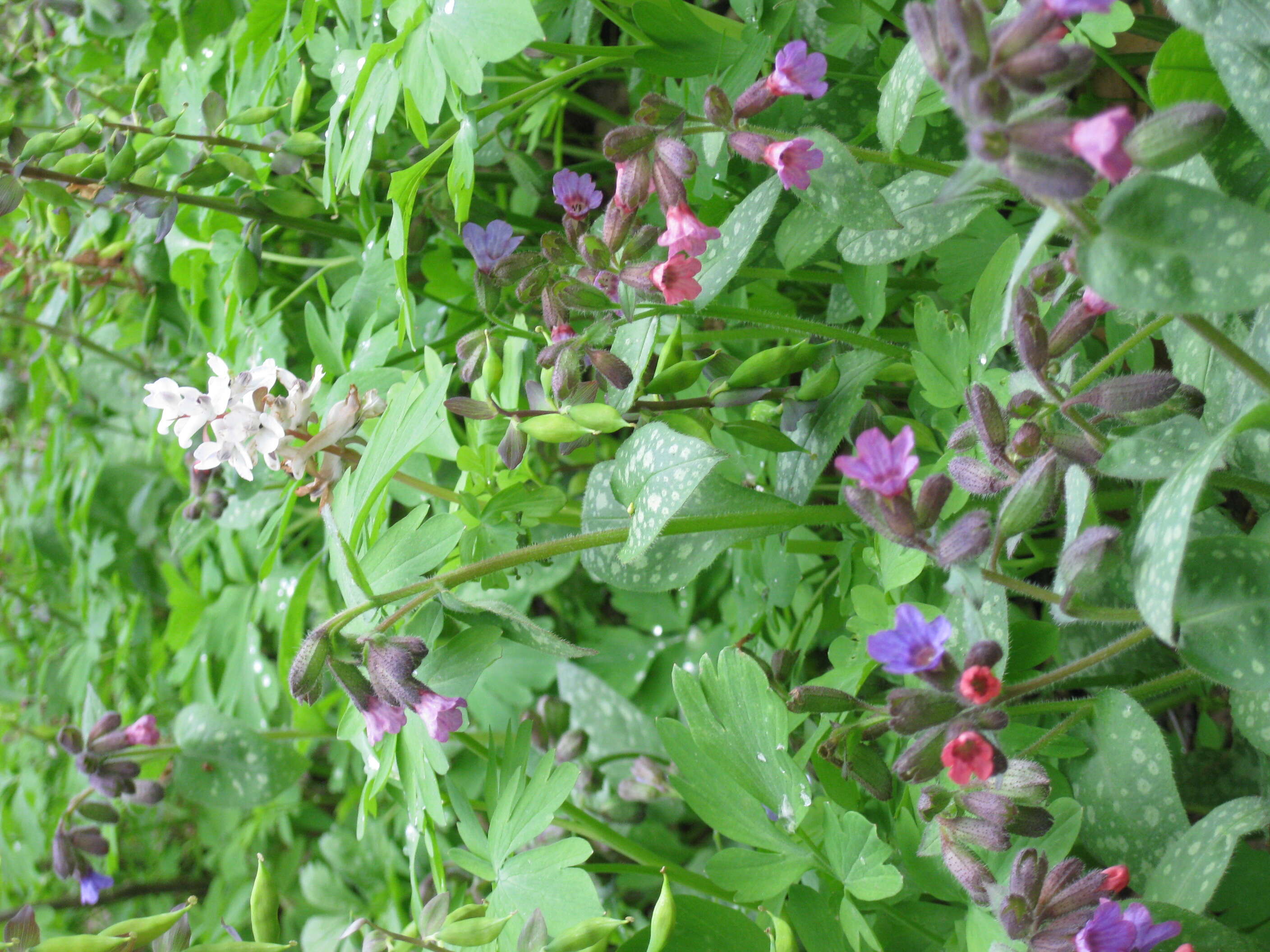 Слика од Corydalis cava (L.) Schweigger & Koerte