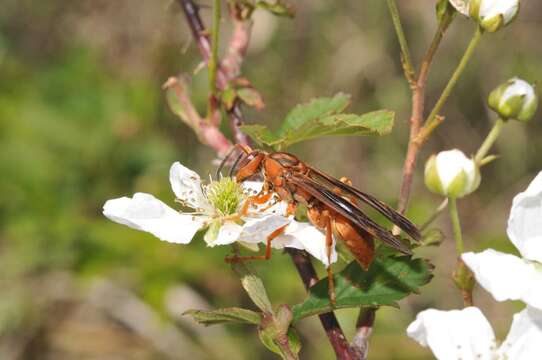 Image of Red Wasp