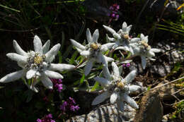 Image of edelweiss