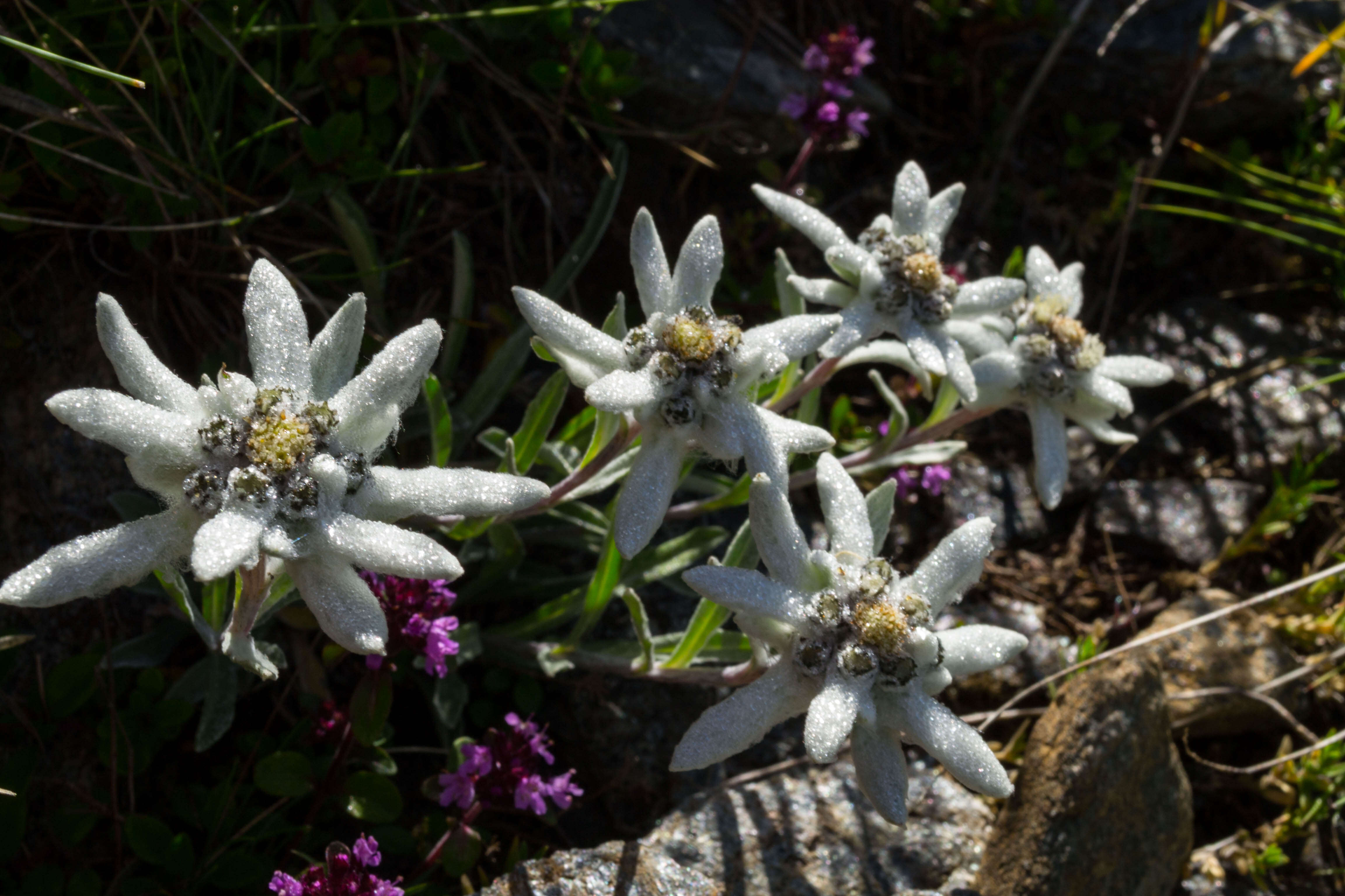 Image of edelweiss