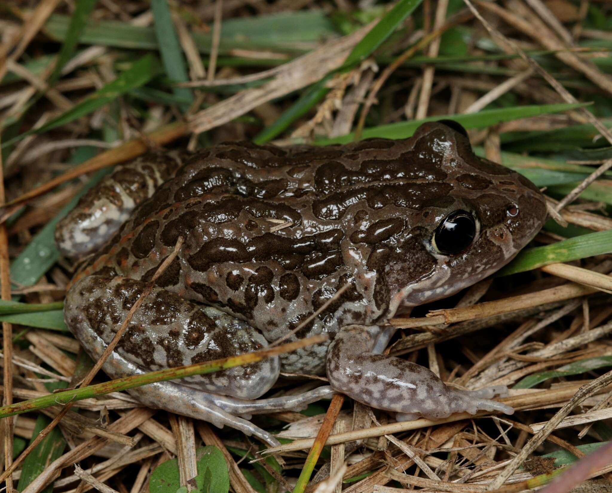 صورة Limnodynastes convexiusculus (Macleay 1878)