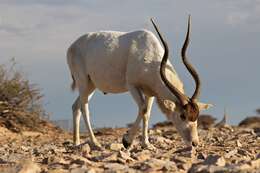 Image of Addax