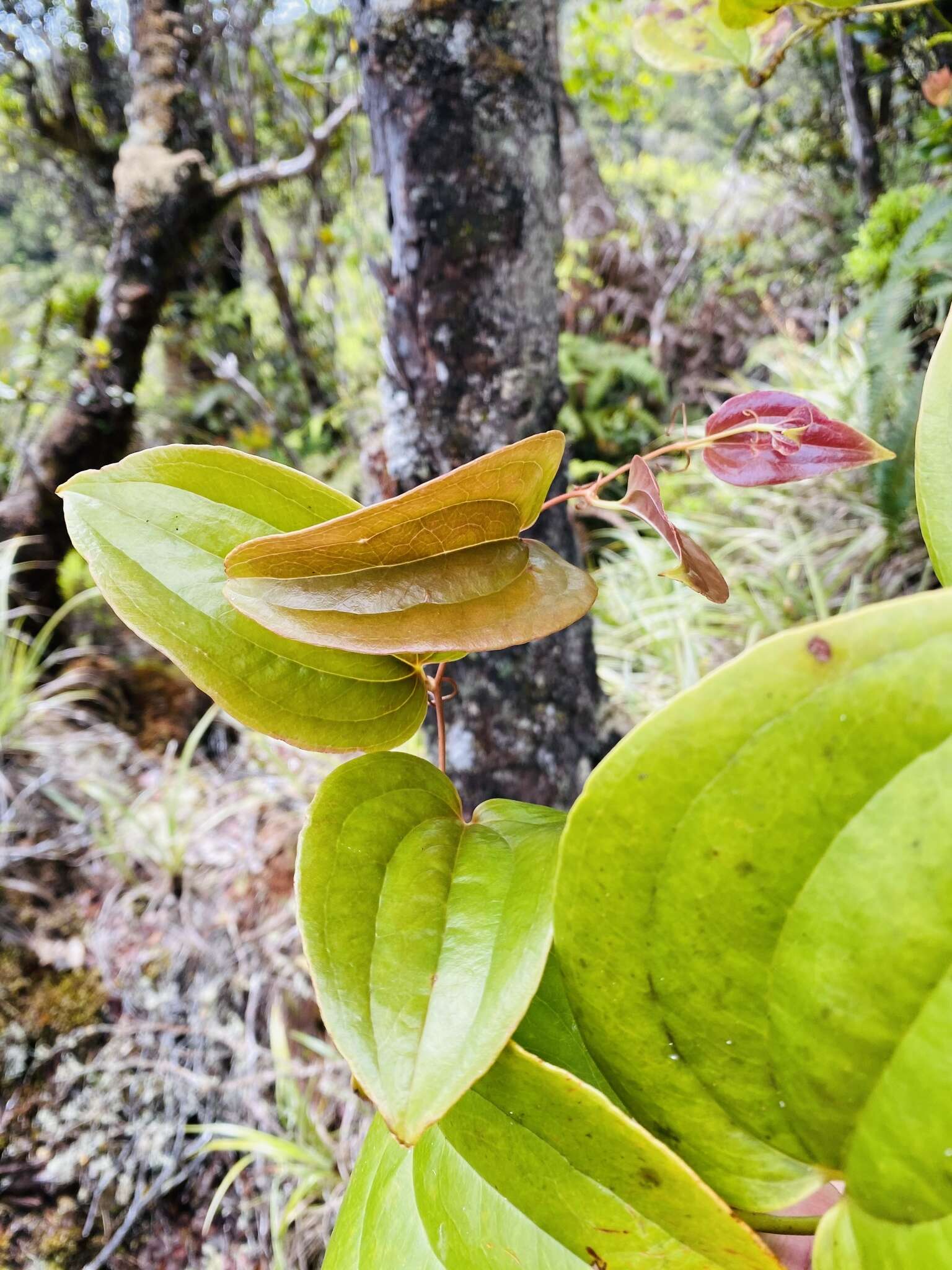 Image de Smilax melastomifolia Sm.