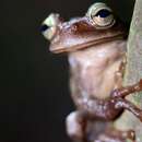 Image of Alta Verapaz spikethumb frog