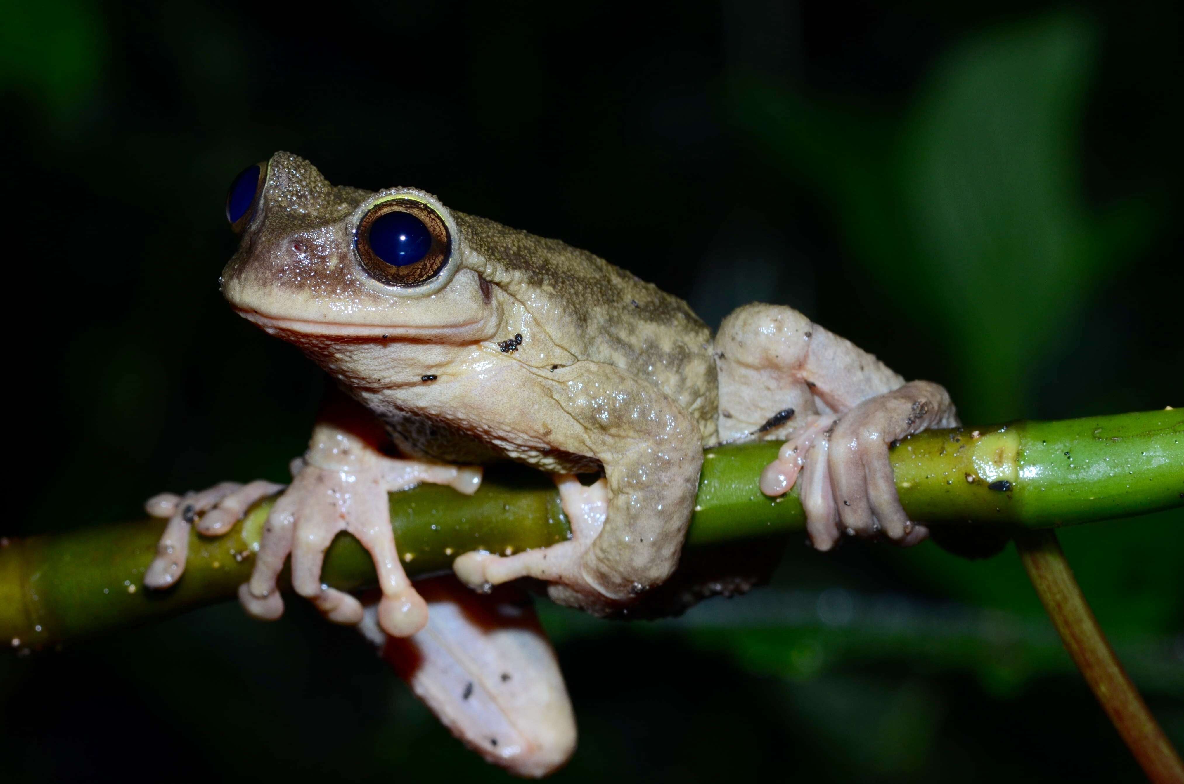 Image of Alta Verapaz spikethumb frog