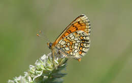 Image of Melitaea athalia