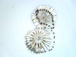 Image of Compass jellyfish