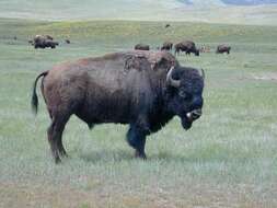 Image of American Bison