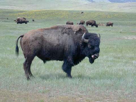 Image of American Bison