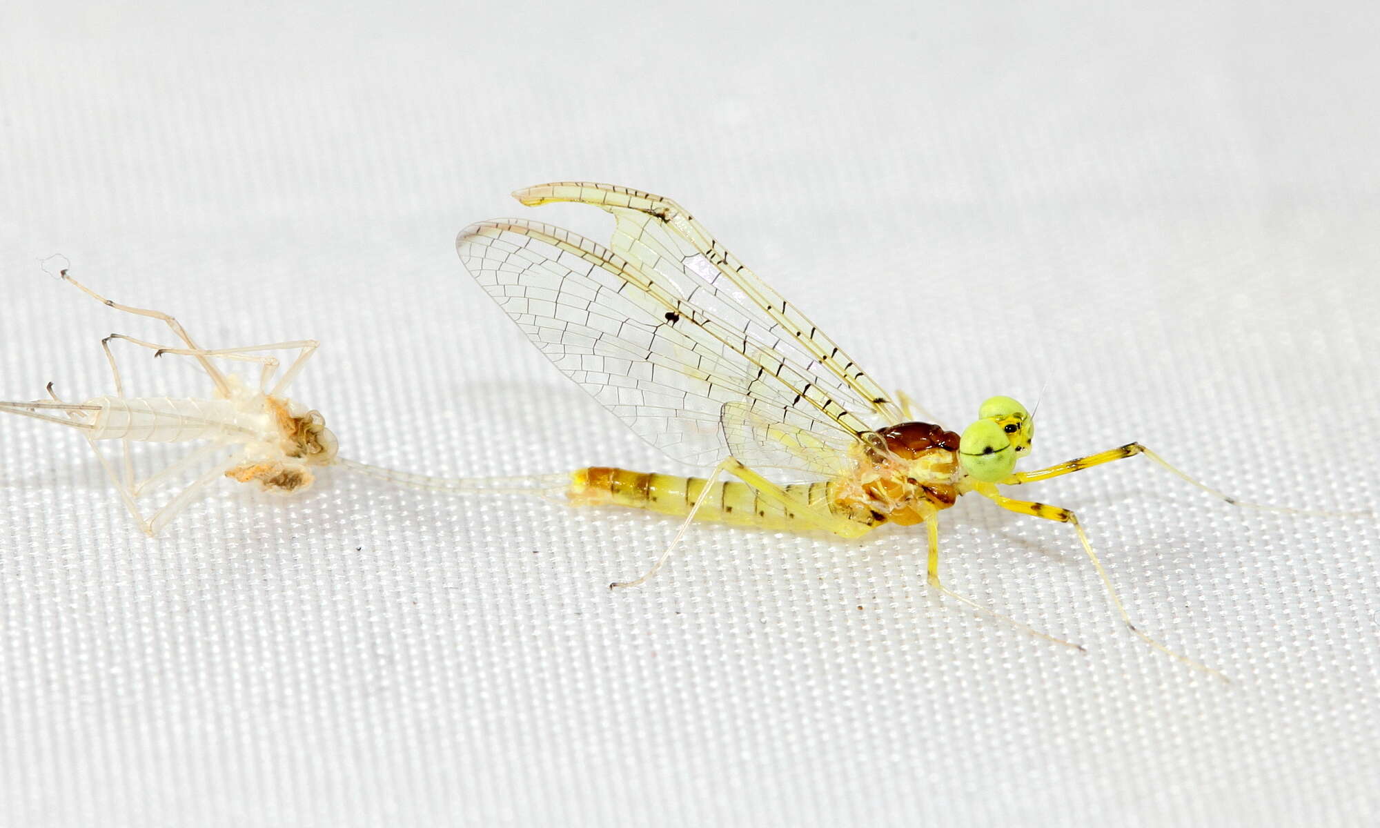 Image of Stenacron Mayfly