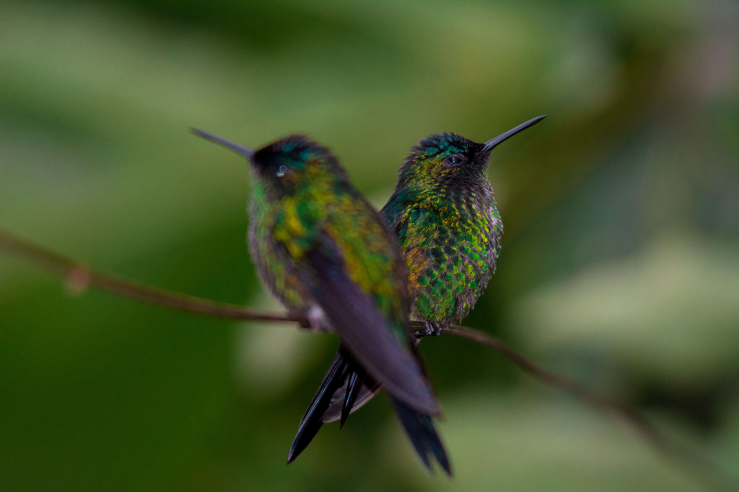 Image of Violet-capped Woodnymph