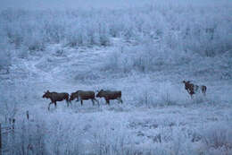 Image of Elk