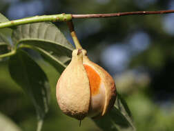 Imagem de Aesculus parviflora Walt.