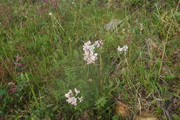 Sivun Oxytropis sordida kuva