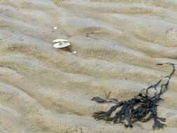 Image of Bladder Wrack