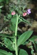 Image of Pulmonaria obscura Dumort.