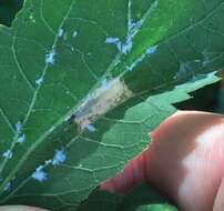 صورة Phyllonorycter celtifoliella (Chambers 1871)