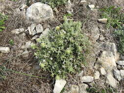 Image of Teucrium rouyanum Coste & Soulié